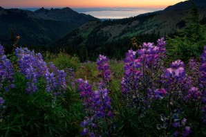 Фиолетовые цветы в горах
