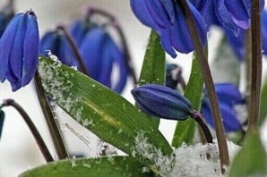 Голубые цветы подснежники
