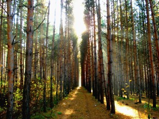 Сосновый лес московская область