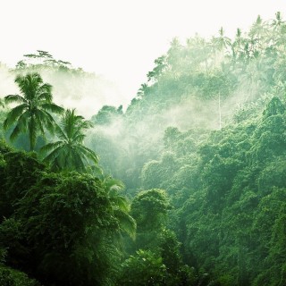 Вьетнам тропический лес
