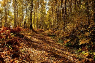 Лес в россии осенью
