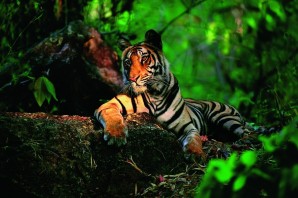 Тигр в тропическом лесу