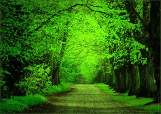 Красивая зеленая природа