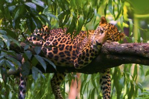 Животные тропических лесов ягуар
