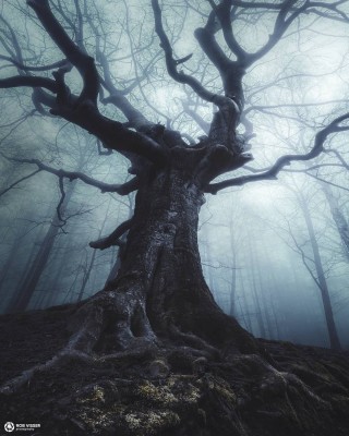 Зловещее дерево