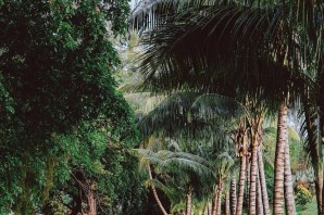Маврикий джунгли