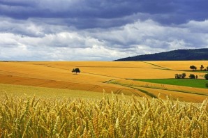 Пшеничные поля кубани