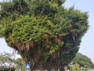 Деревья вьетнама