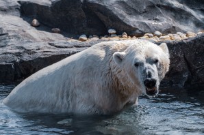 Белый медведь в дикой природе