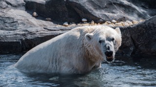 Белый медведь в дикой природе
