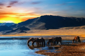 Дикая природа монголии