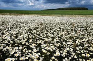 Ромашковое поле в рязанской области