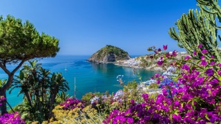 Флора средиземноморья