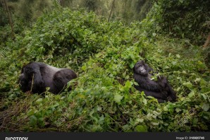 Дикая природа гориллы