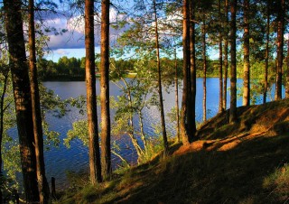 Бор сосновый лесное озеро