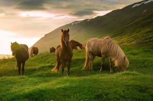 Дикие кони в природе