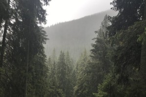 Эстетика дождя в лесу