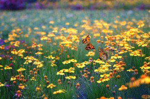 Красивый луг с цветами и бабочками