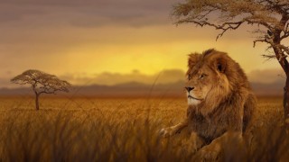 Дикая природа африки львы