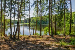 Озеро в сосновом бору ленинградская область
