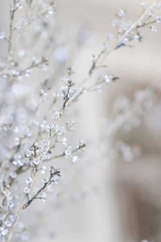 Нежные зимние цветы