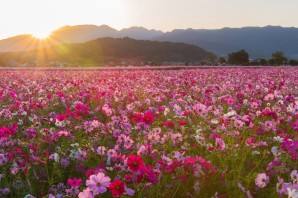 Розовые цветы в поле