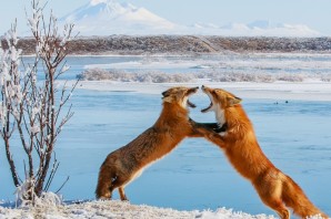 Аляска животный мир