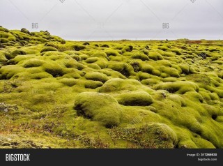 Лавовые поля исландия