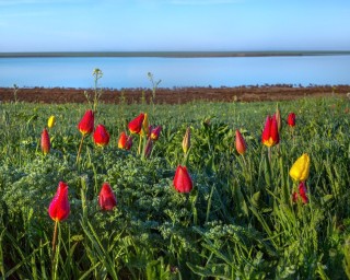 Маныч гудило озеро тюльпаны