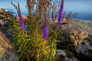 Растительный мир ладожского озера