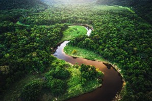 Галерейные леса южной америки