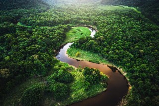 Галерейные леса южной америки