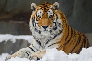 Амурский сибирский тигр