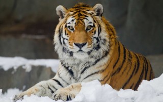 Амурский сибирский тигр