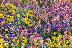 Разноцветные полевые цветы