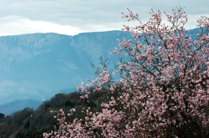 Цветущие деревья в горах