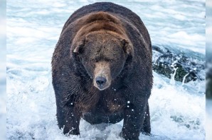 Бурый медведь на аляске