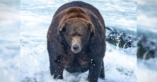 Бурый медведь на аляске