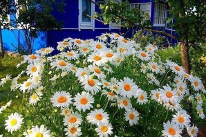 Летние цветы на даче