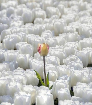 Поле белых цветов