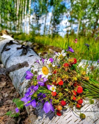 Полевые цветы в лесу