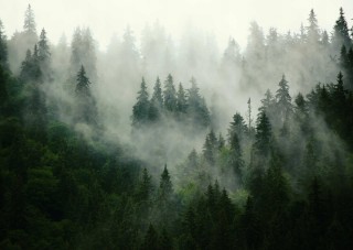 Лес в тумане весной