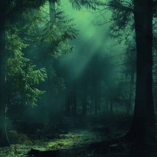 Темный туманный лес