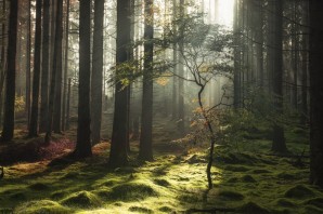 Таинственность леса