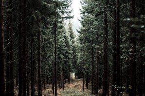 Темный сосновый лес