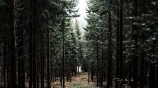 Темный сосновый лес