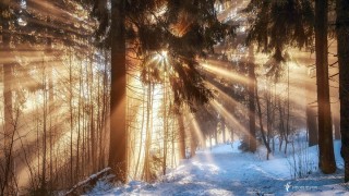 Зимний лес в лучах солнца
