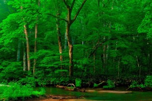 Красивые зеленые леса