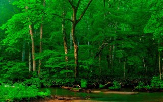 Красивые зеленые леса