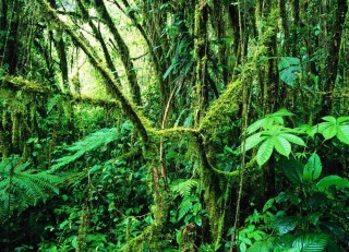 Вечнозеленый тропический дождевой лес